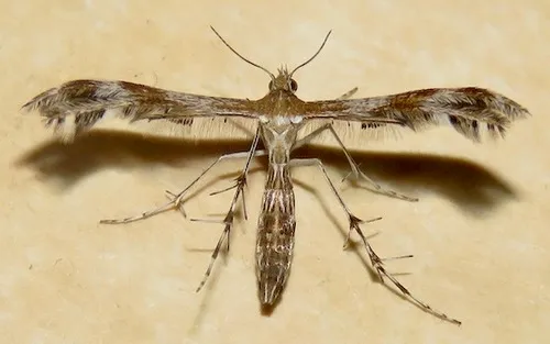 Gumweed Plume Moth