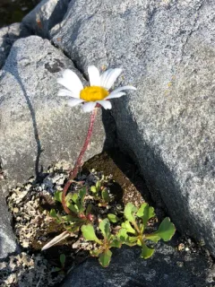 Chrysanthemum arcticum thumbnail 2