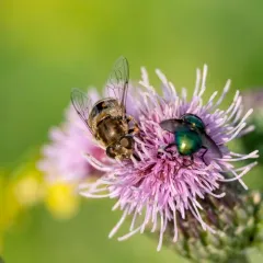 Orange-spined Drone Fly thumbnail 4