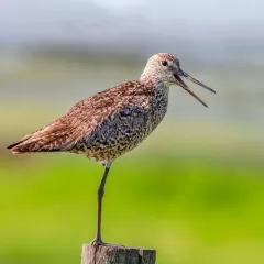 Willet thumbnail 3