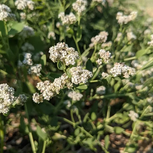 broadleaved pepperweed