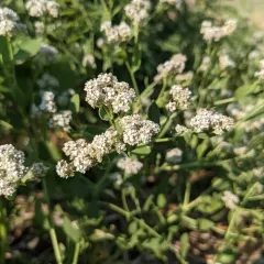 broadleaved pepperweed thumbnail 1