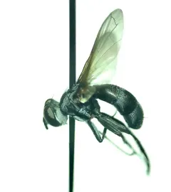 Cylindromyia propusilla thumbnail 2