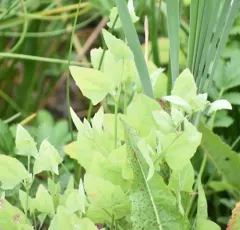 Common Orache thumbnail 3
