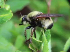 Laphria champlainii thumbnail 2