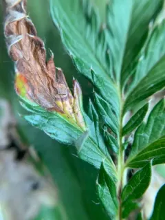 Cinquefoil Mining Sawfly thumbnail 2