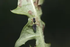 Mimoceps insignis thumbnail 4