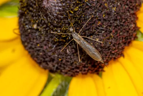 Toxorhina muliebris