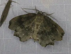 Dark Scallop Moth thumbnail 3