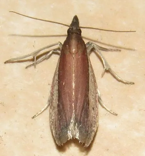 Tampa Moth