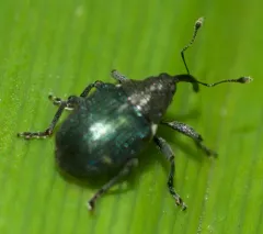 Ceutorhynchus americanus thumbnail 3