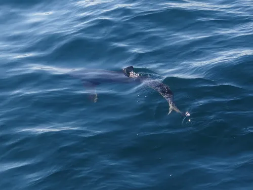 Blue Shark