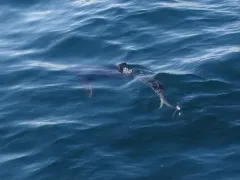 Blue Shark thumbnail 1