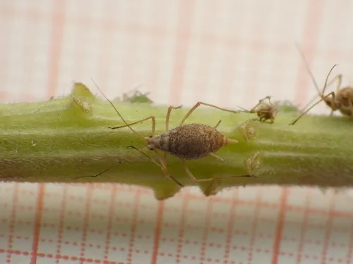 Pandora neoaphidis