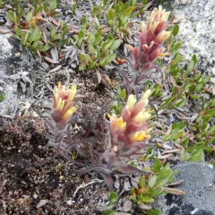 Northern Paintbrush thumbnail 3