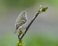 Yellow-browed Warbler thumbnail 3