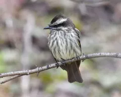 Variegated Flycatcher thumbnail 2