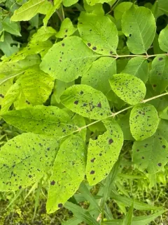 Mycosphaerella effigurata thumbnail 2