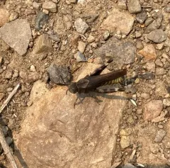 Speckle-winged Rangeland Grasshopper thumbnail 2