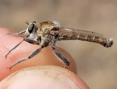 Proctacanthella cacopiloga thumbnail 1