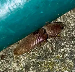 Monocrepidius lividus thumbnail 2