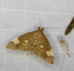 Large-spotted Evergestis Moth thumbnail 1