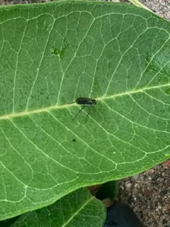 Plagioneurus univittatus thumbnail 4