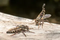 Cyrtopogon glarealis thumbnail 4