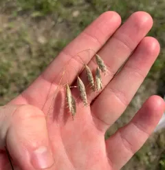 corn brome thumbnail 2