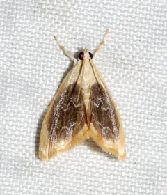 Black-patched Glaphyria Moth thumbnail 4