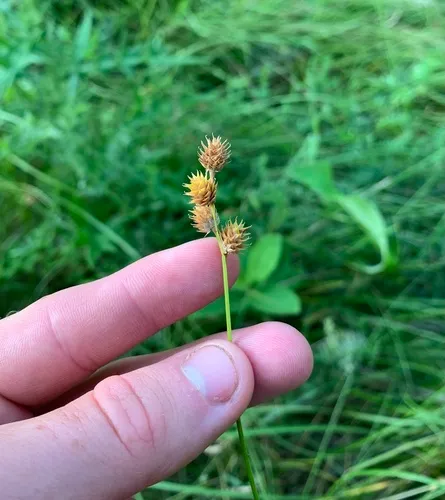 Troublesome Sedge