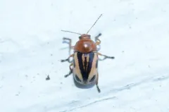 Inserted Case-bearing Leaf Beetle thumbnail 2