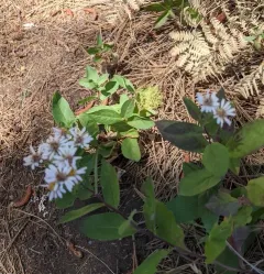 roughleaf aster thumbnail 3
