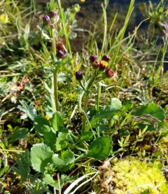 alpine groundsel thumbnail 2