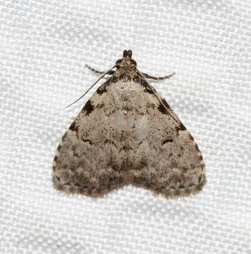 Spot-edged Dyspyralis Moth