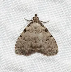 Spot-edged Dyspyralis Moth thumbnail 1