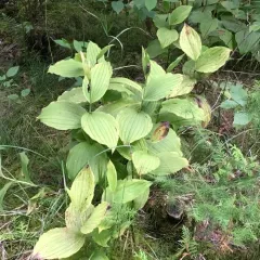 showy lady's slipper thumbnail 2