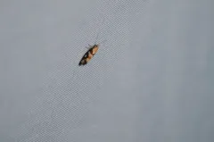 Eidophasia vanella thumbnail 2