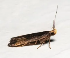 Dichomeris offula thumbnail 3
