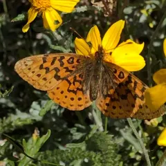 Pacific Fritillary thumbnail 3