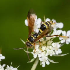 Saygorytes phaleratus thumbnail 2
