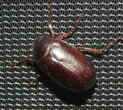 Phyllophaga drakii thumbnail 3