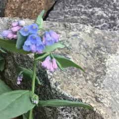 mountain bluebells thumbnail 3