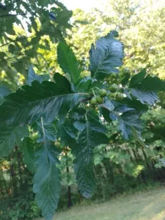 Swedish Service-tree thumbnail 3