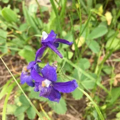 Low Larkspur thumbnail 3