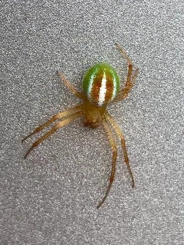 Araneus bivittatus
