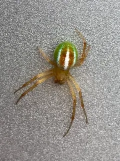 Araneus bivittatus thumbnail 1