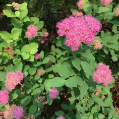 Mountain Spirea thumbnail 4