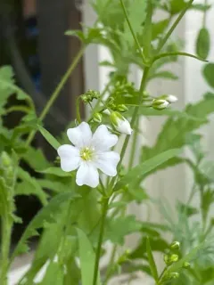 showy baby's-breath thumbnail 4