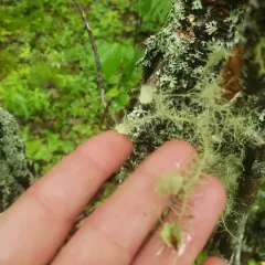 Bushy beard lichen thumbnail 4